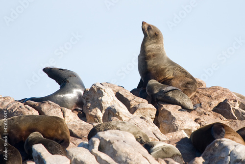 Brown fur seals  Arctocephalus pusillus  South Africa