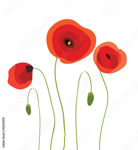 Poppies Spring vector
