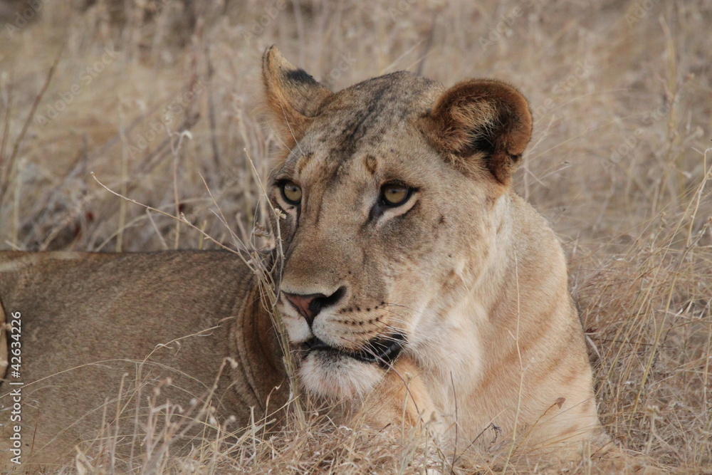 lionne lionne