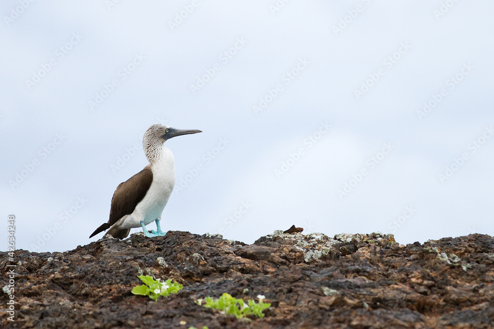 Blue footed booby, Sula nebouxii, in Galapagos islands Blue footed booby, Sula nebouxii, in Galapagos islands