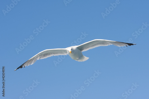Tablou canvas A herring gull (Larus argentatus) flying in the blue sky