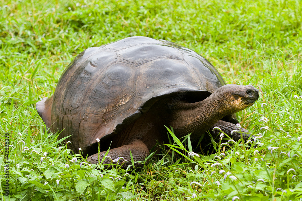 Fototapeta premium Galapagos giant tortoise