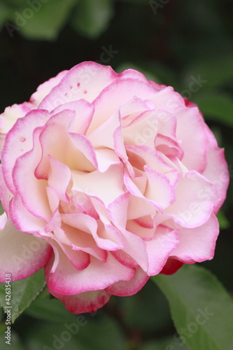 Beautiful  rose in a garden