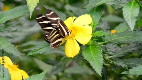 Schmetterlinge photo