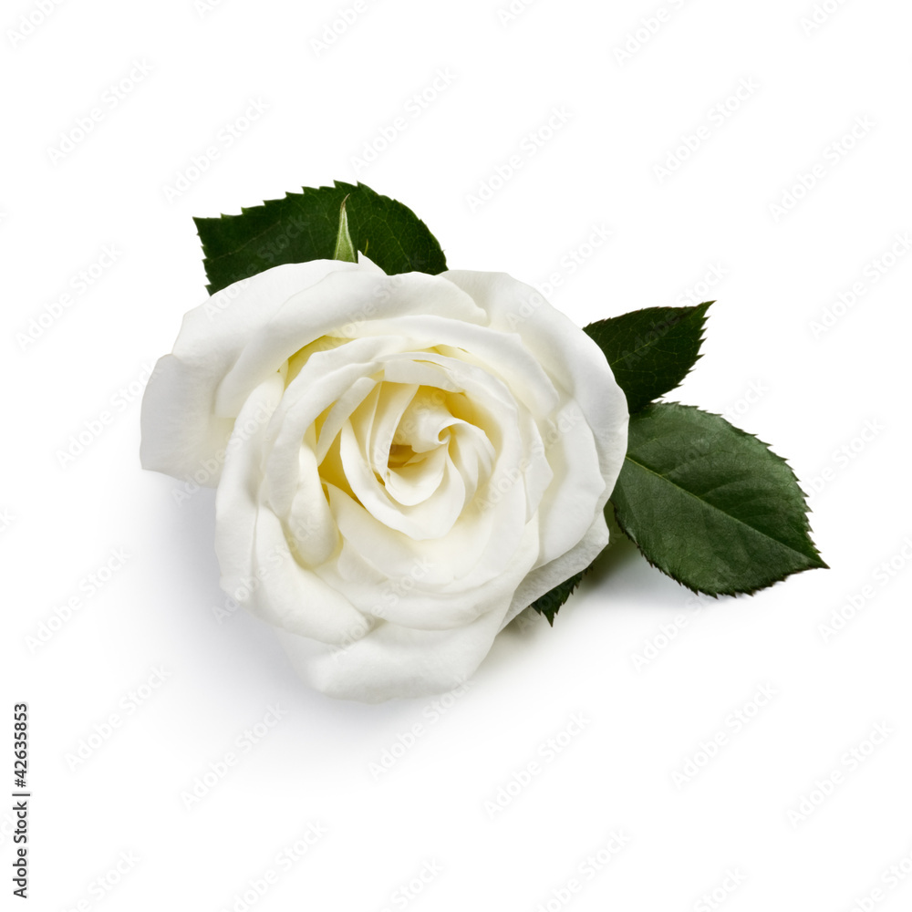 Obraz premium White Rose