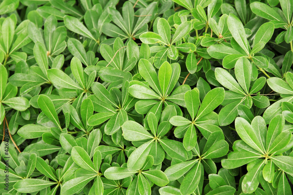 Park bush close-up Park bush close-up