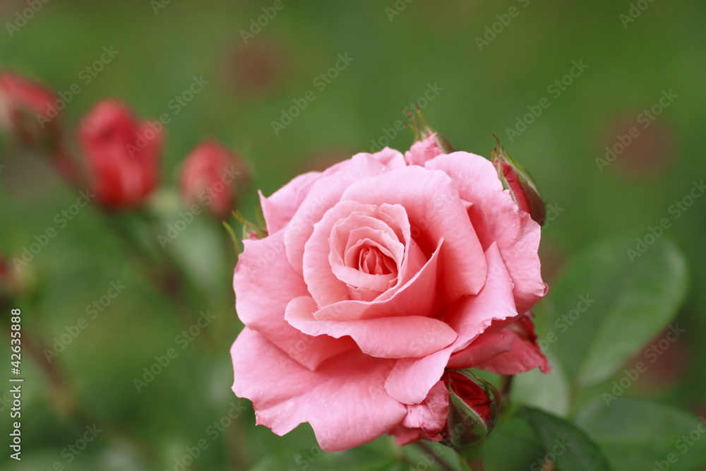 Beautiful rose in a garden Beautiful rose in a garden
