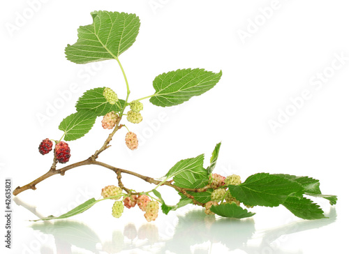mulberry twig isolated on white background close-up