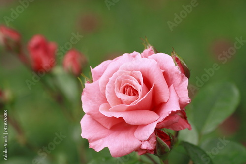 Beautiful  rose in a garden