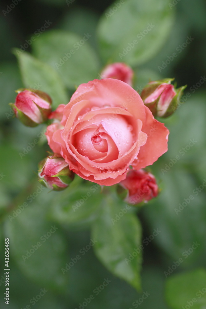 Beautiful rose in a garden Beautiful rose in a garden