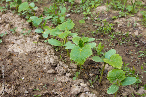 young shoots of cucumber on a bed in the garden