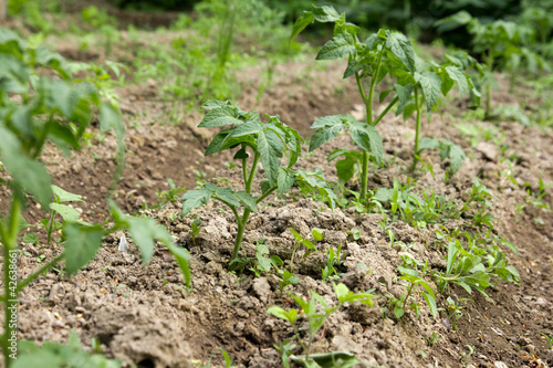 young bush tomatoes in the garden