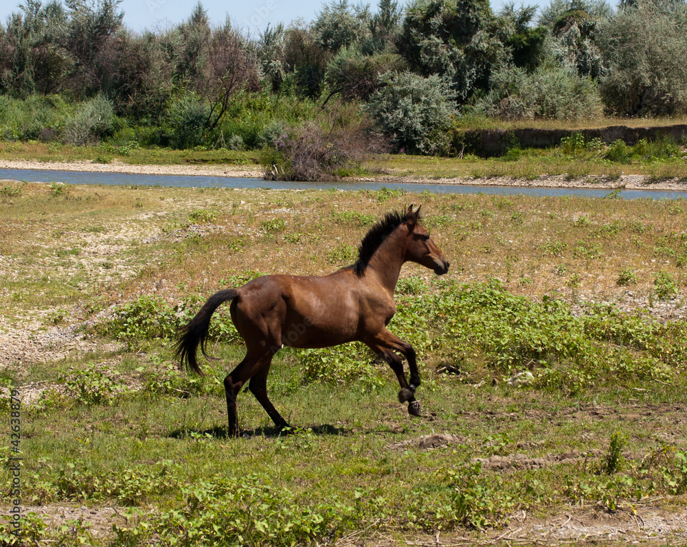 horse grazing in a pasture horse grazing in a pasture