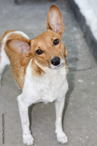 Fototapeta Naklejka Na Ścianę i Meble -  Portrait of a red dog