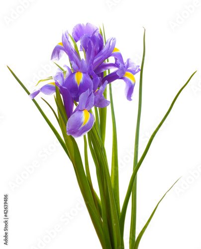 Beautiful bright irises isolated on white