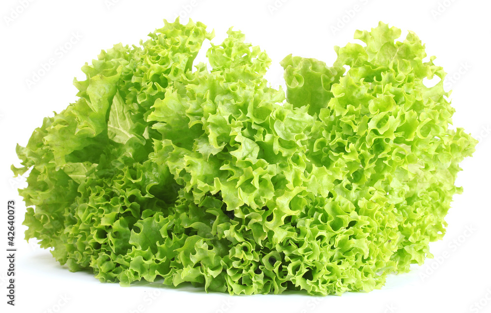 fresh lettuce isolated on white fresh lettuce isolated on white