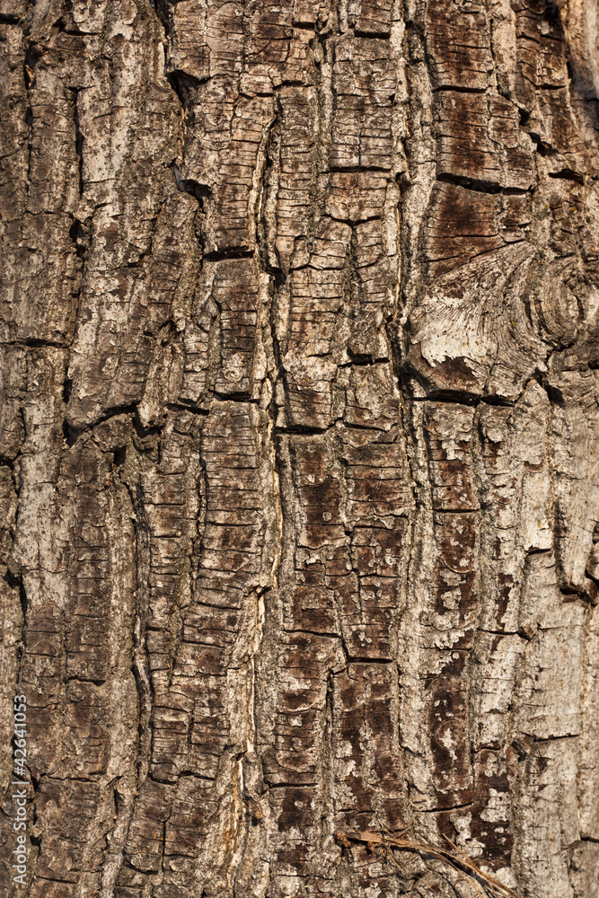 Obraz premium tree bark in the background
