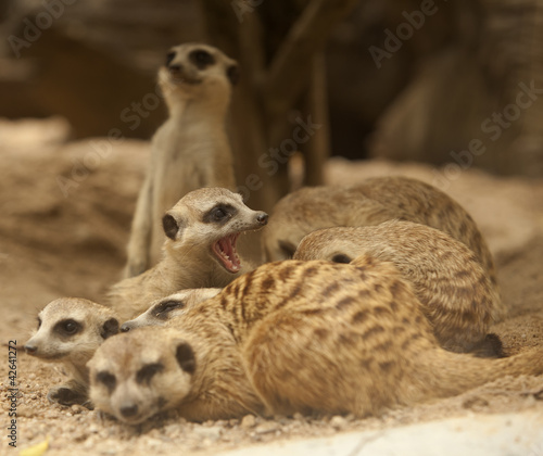 Portrait group of meerkat © anekoho