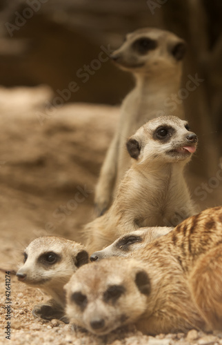 Portrait group of meerkat