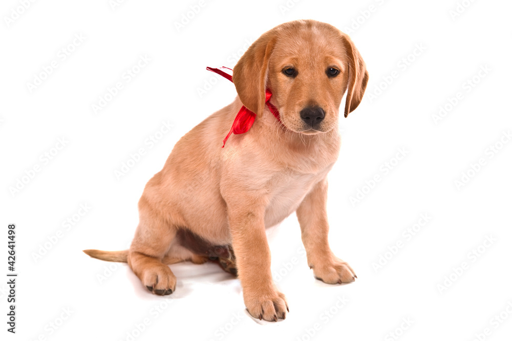 chiot labrador et son petit noeud rouge
