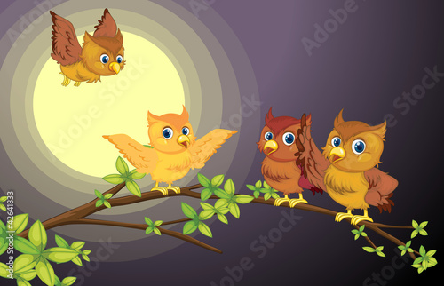 four owls © GraphicsRF