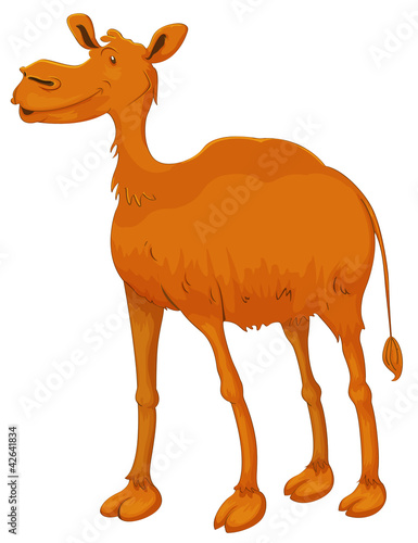camel
