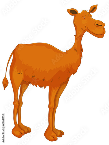camel