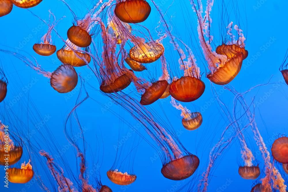 Obraz premium jelly fish in the blue ocean