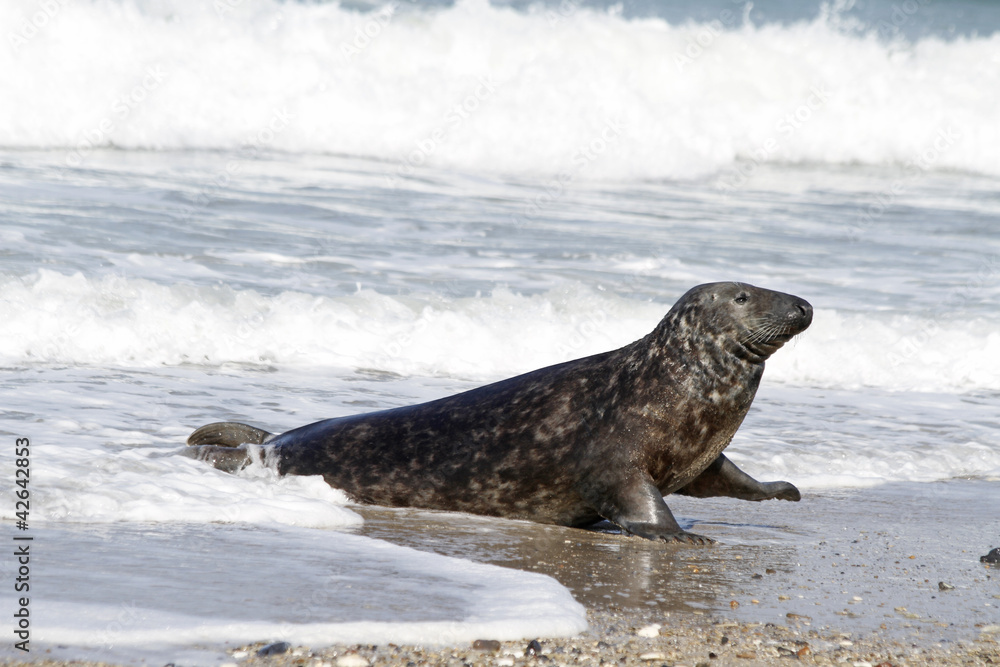 Obraz premium Kegelrobbe auf der Helgoländer Düne