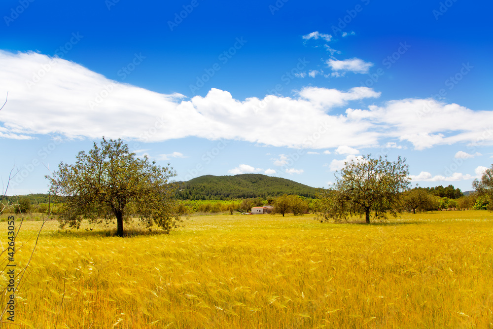 Obraz premium Ibiza island golden wheat fields of mediterranean