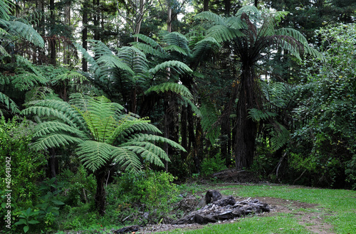 Native Bush, New Zealand