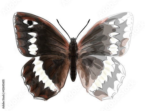 Butterfly Brintesia Circe. Unfinished Watercolor drawing imitati