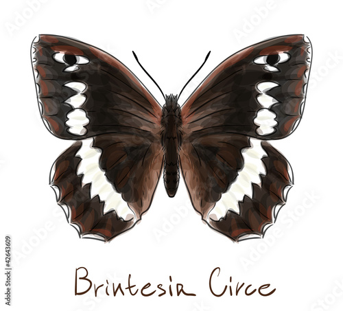 Butterfly Brintesia Circe. Watercolor imitation.