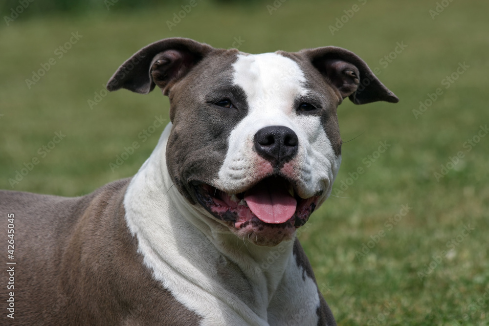 american staffordshire terrier portret