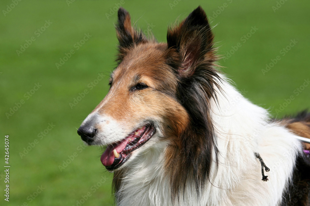 scottish collie close up