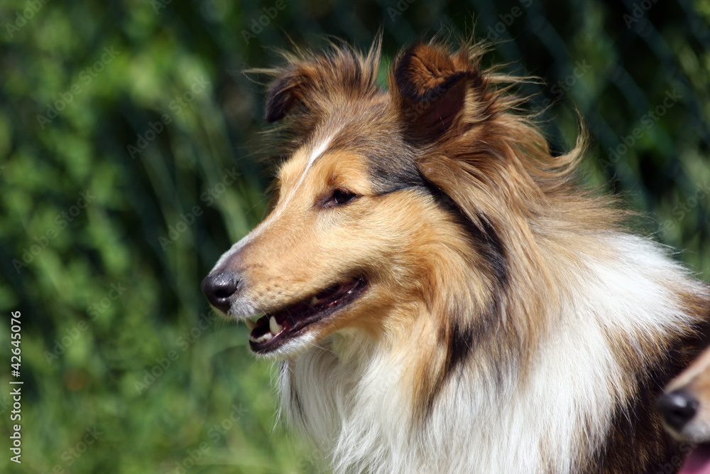 close up of a shetland sheepdog