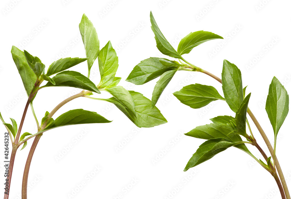 Composition of fresh mint twigs Composition of fresh mint twigs