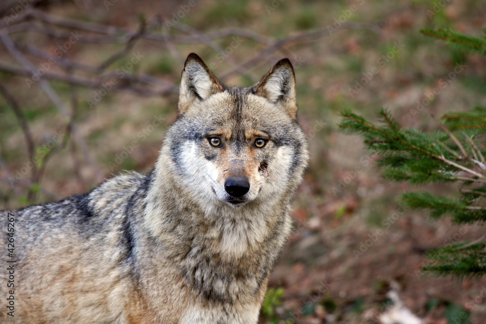 grey wolf grey wolf