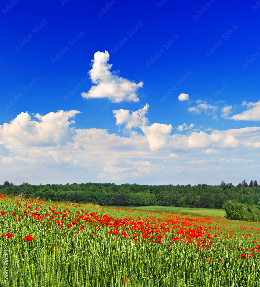 poppies field with cloudy blue sky poppies field with cloudy blue sky