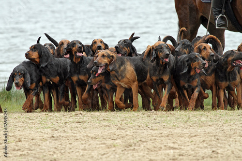 Billede på lærred group of bloodhounds on a hunt