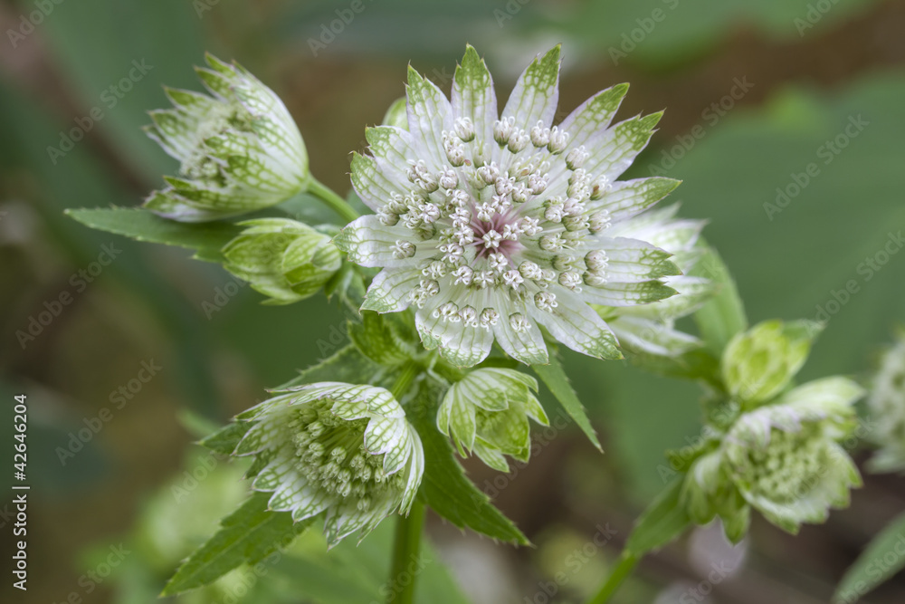 Große Sterndolde (Astrantia major) im Garten Große Sterndolde (Astrantia major) im Garten