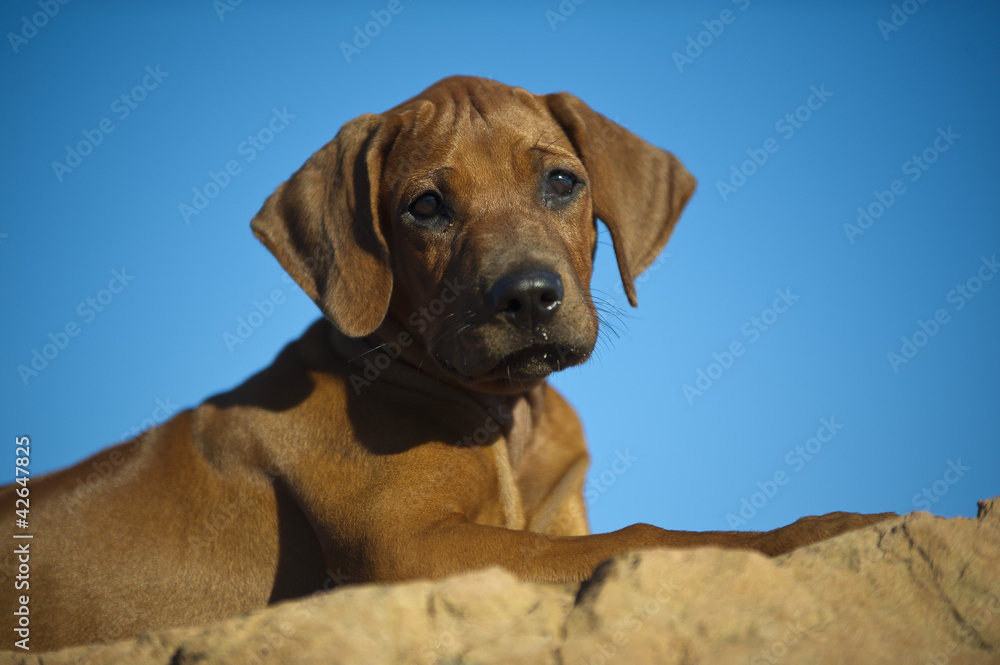 Cute rhodesian ridgeback puppy