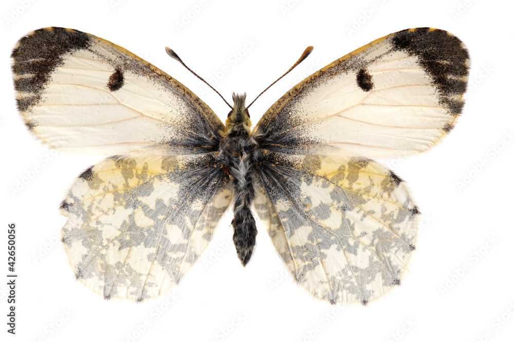 Obraz premium The orange tip, Anthocharis cardamines female