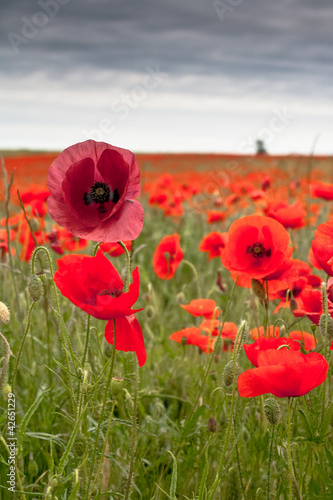 Coquelicot