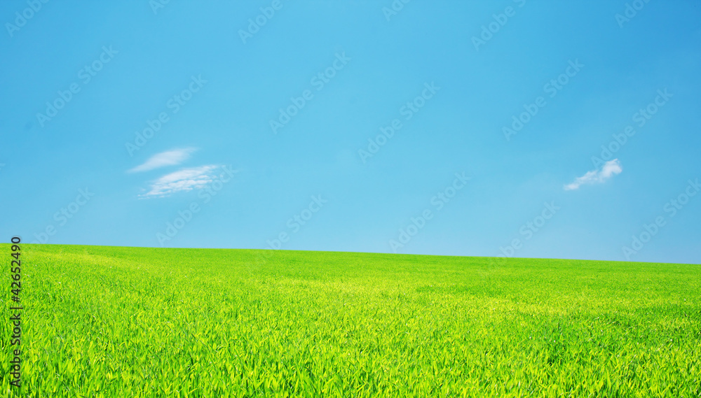 Panorama of a meadow Panorama of a meadow
