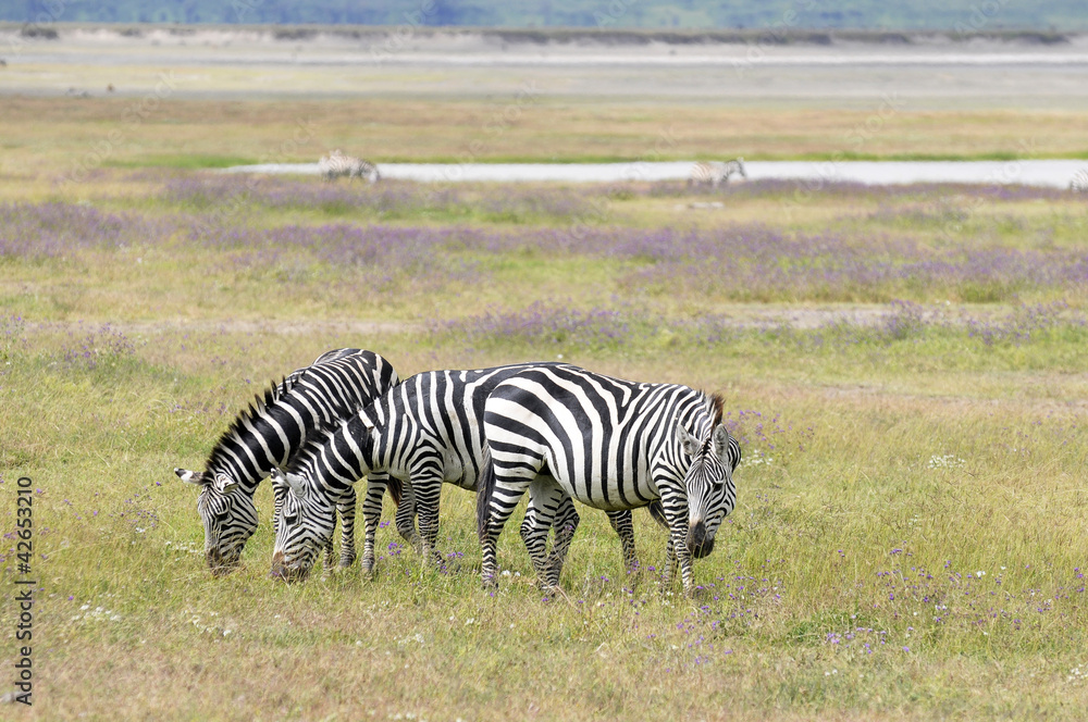 Naklejka premium Grasende Zebras