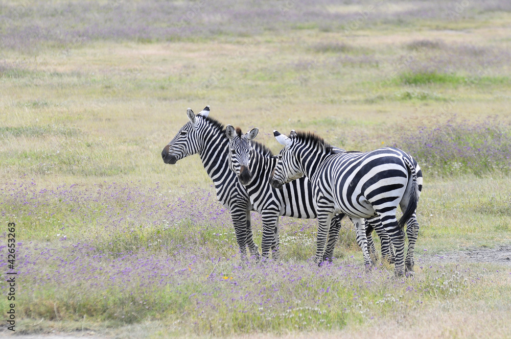 Naklejka premium Zebras im Ngorongorokrater