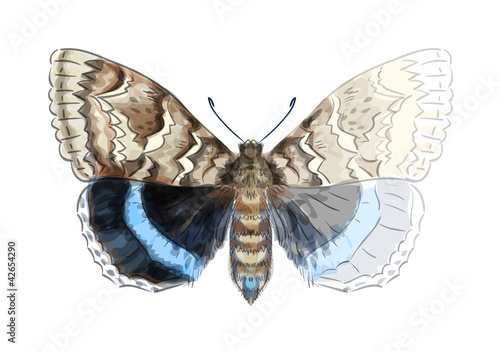 Butterfly Catocala Fraxini. Unfinished Watercolor drawing imitat