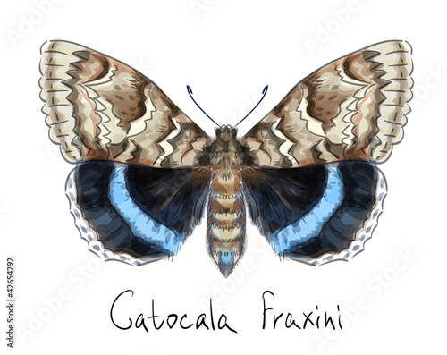 Butterfly Catocala Fraxini. Watercolor imitation.