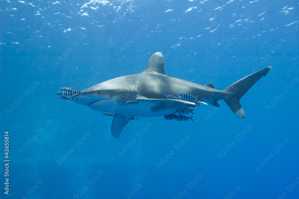 Naklejka premium Oceanic white-tip shark in the sea